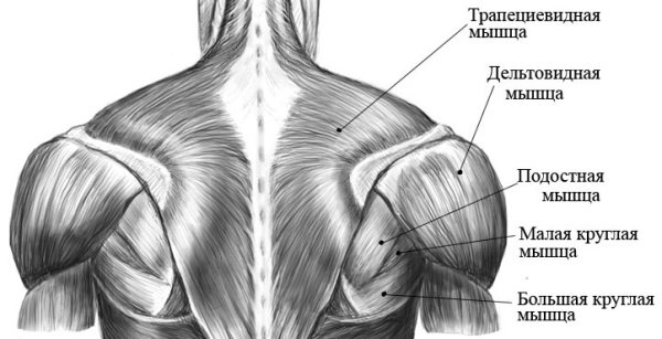Круглая мышца спины