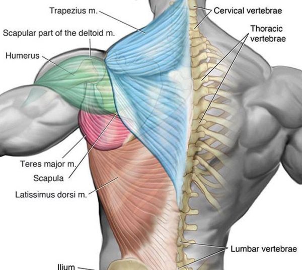 Большая круглая мышца