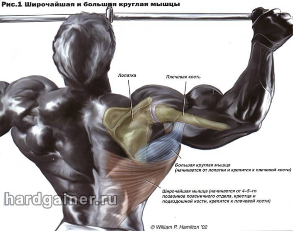 Мышцы лопаточной области топографическая анатомия