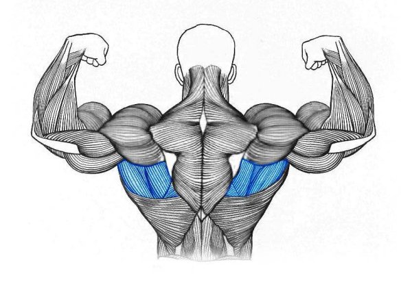 Широчайшие и круглые мышцы спины