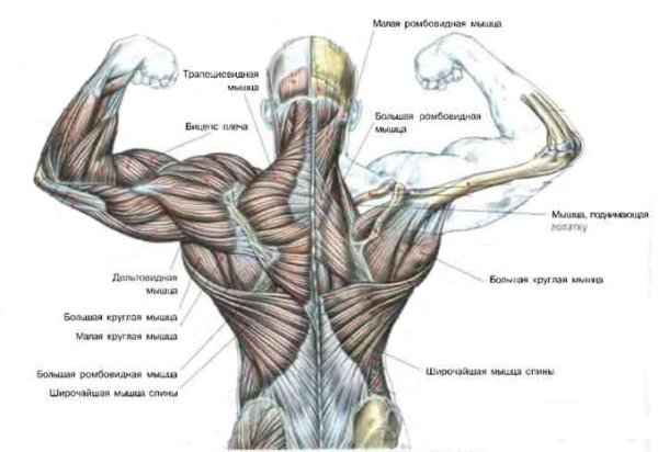 Мышцы разгибатели спины анатомия