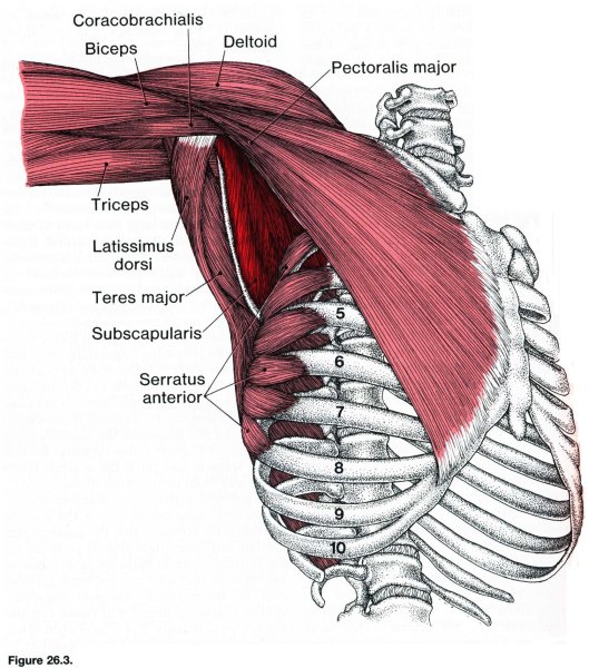 Надостная и подостная мышцы функции