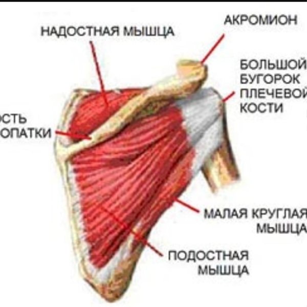 Анатомия мышц спины упражнения