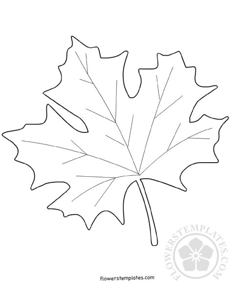Лист клена трафарет