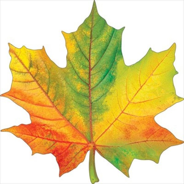 Большой кленовый лист