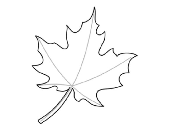 Контур кленового листочка