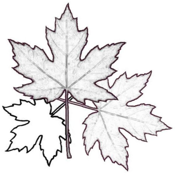 Кленовый лист раскраска