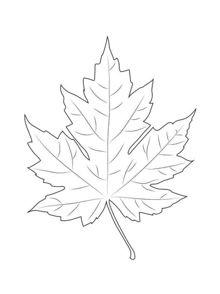 Кленовый листик раскраска