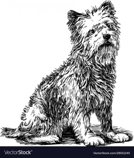 Лохматая собака рисованная