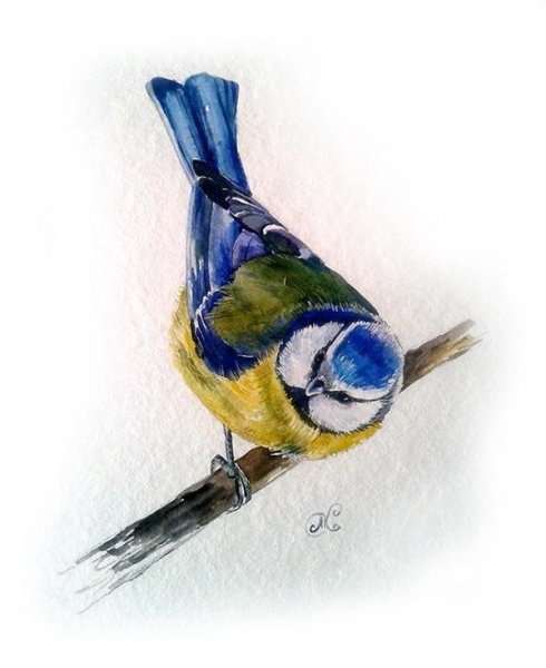 Синица акварелью