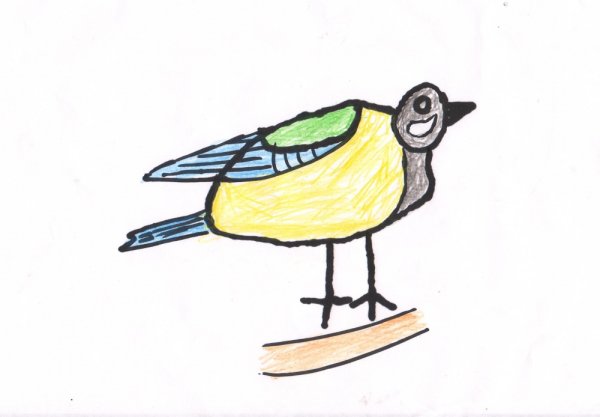 Синичка карандашом для срисовки