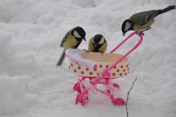 Синички зимой смешные