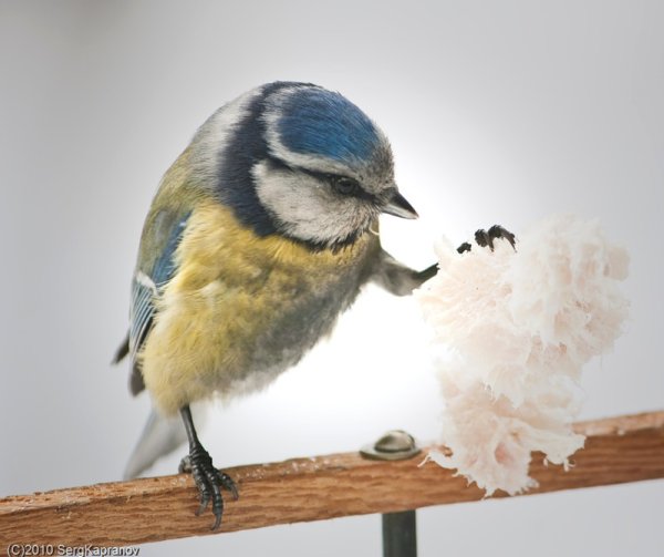 Синичка смешная