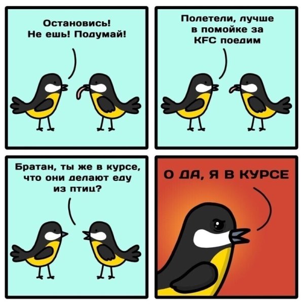 Птицы приколы