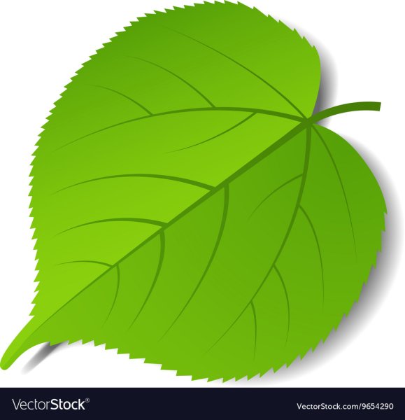 Лист березы цветной