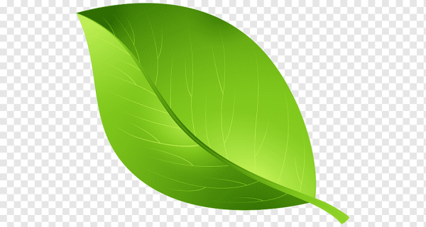 Зеленые листья на прозрачном фоне