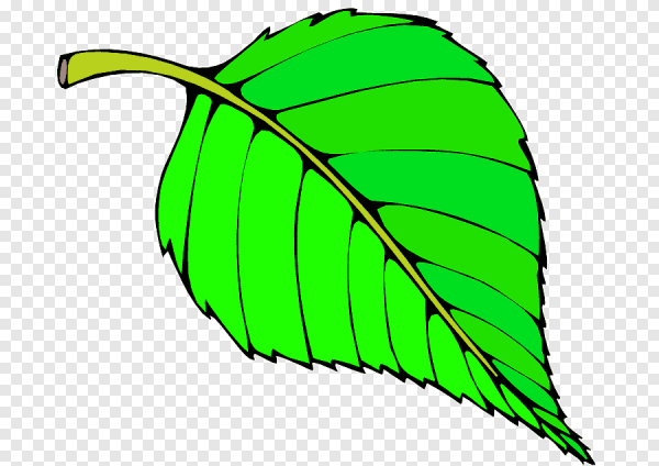 Нарисовать листья