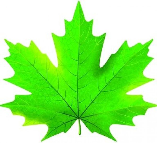 Кленовые листья для детского сада