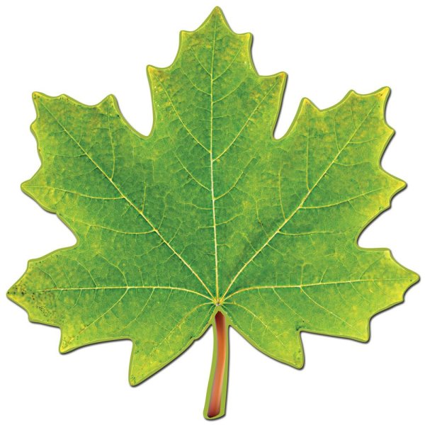 Листья клена цветные