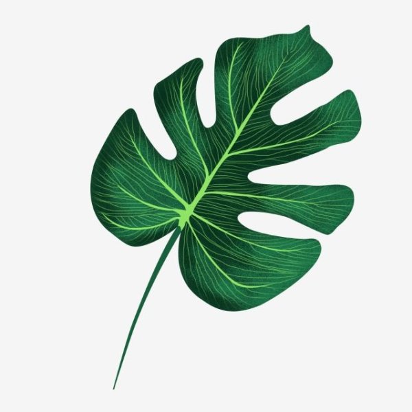 Листья Monstera вектор