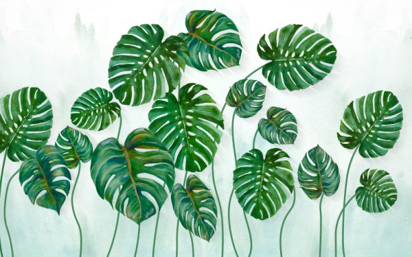 Обои монстера