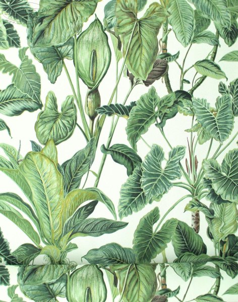 Эрисманн тропики