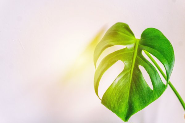 Монстера альбинос