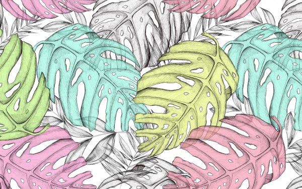 Гуттация монстера