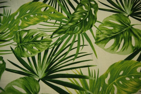 Папоротник пальмы монстера