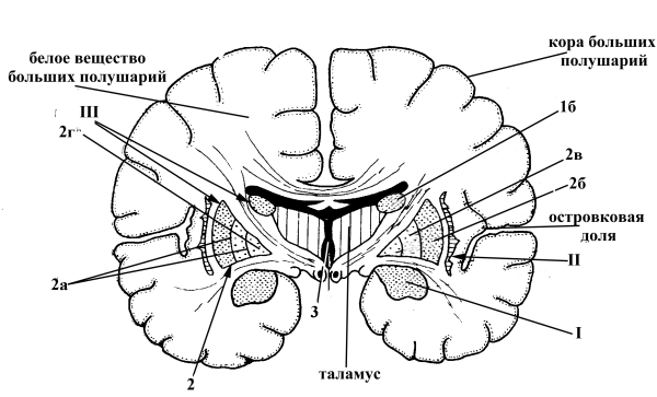 Базальные ядра в белом веществе головного мозга