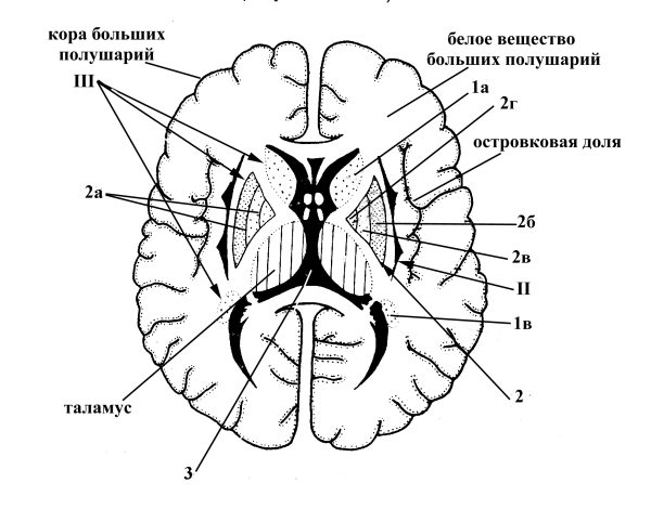 Схема базальных ядер головного мозга