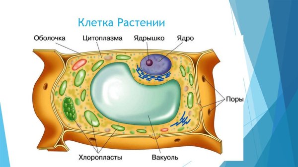Строение растительной клетки 6 класс биология