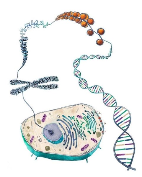 Цитология и молекулярная биология