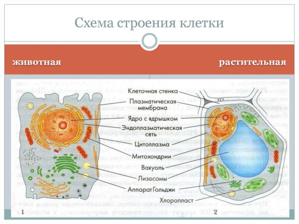 Строение клетки человека рисунок