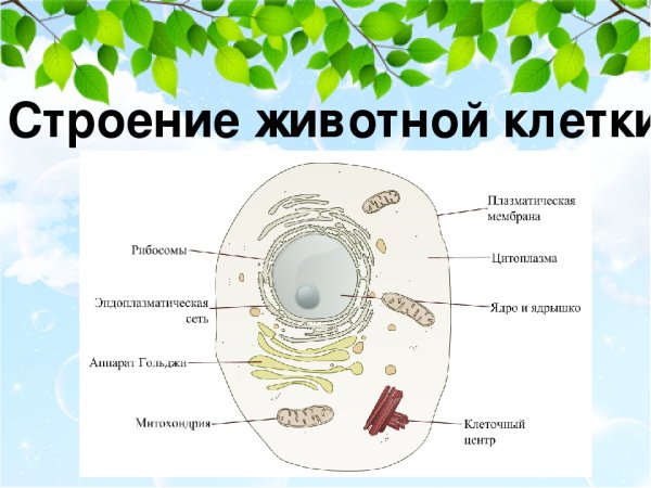 Строение растительной и животной клетки