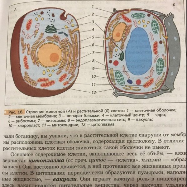 Строение клетки человека рисунок