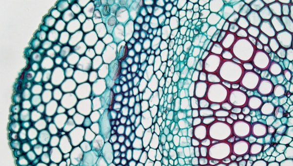 Основные части клетки анатомия