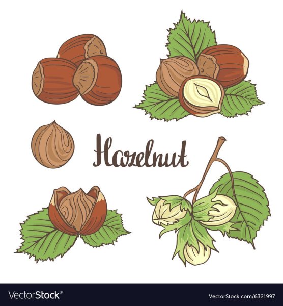 Лесной орех иллюстрация