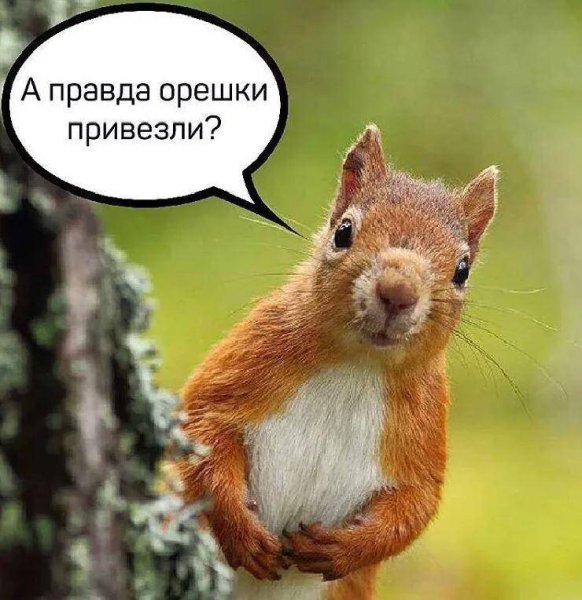 Белочка прикольная