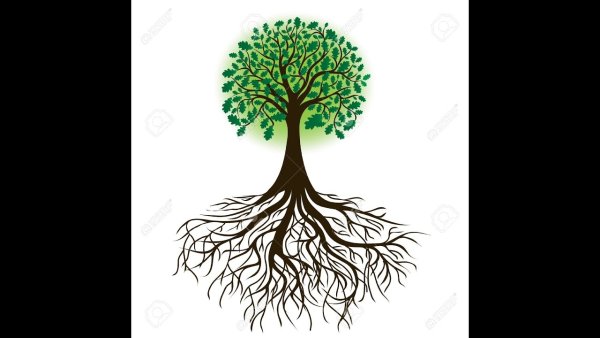 Корни дерева