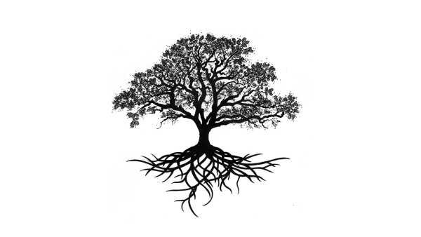 Корни дерева