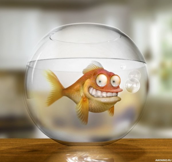 Золотая рыбка в аквариуме