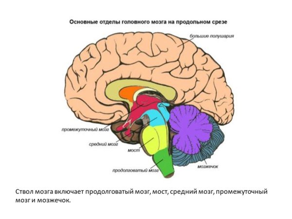 Отделы головного мозга схема