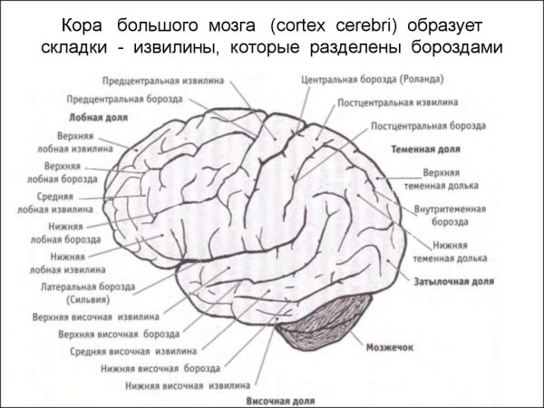 Строение полушарий головного мозга доли борозды извилины