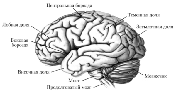 Строение мозга человека анатомия