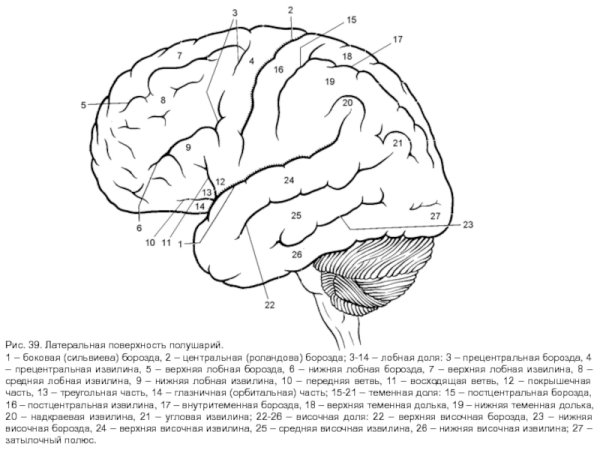 Строение головного мозга доли борозды извилины