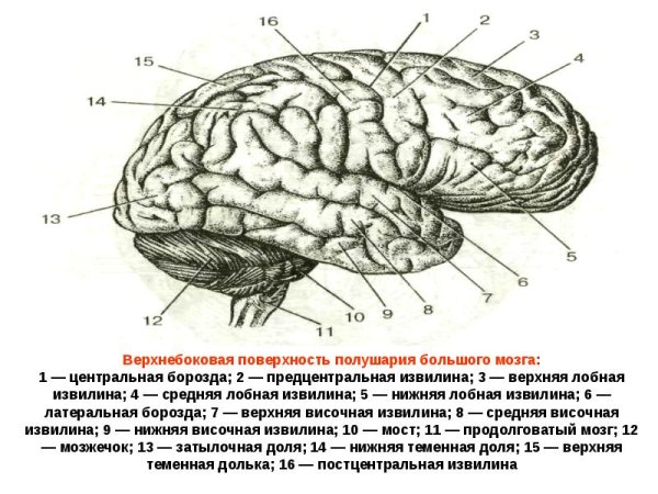 Строение полушарий головного мозга