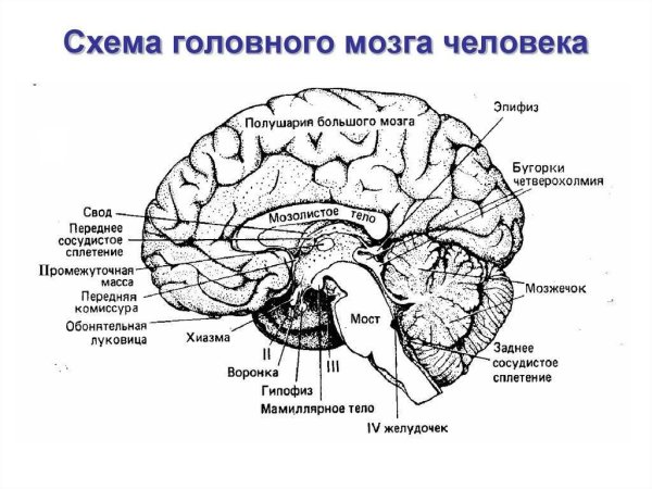 Анатомия коры головного мозга доли борозды извилины