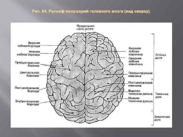 Строение полушарий головного мозга доли борозды извилины