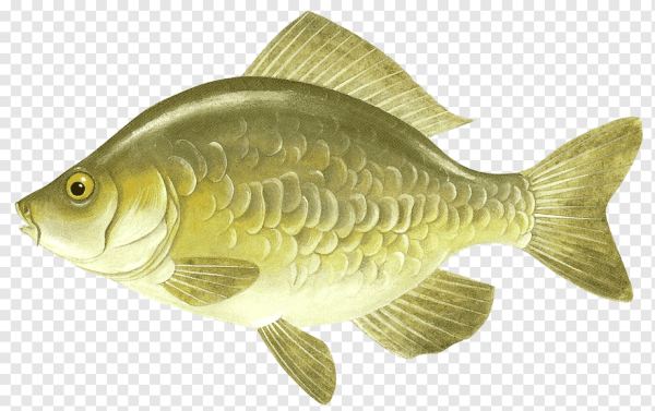 Пресноводные рыбы для дошкольников